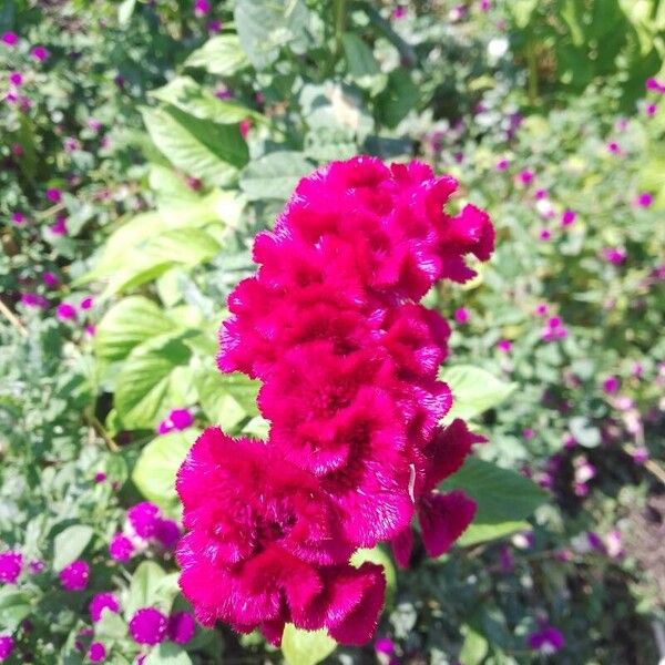 Celosia argentea Blüte