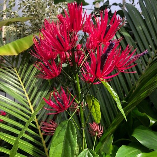 Pavonia multiflora Flor