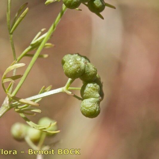 Bifora testiculata Fruit