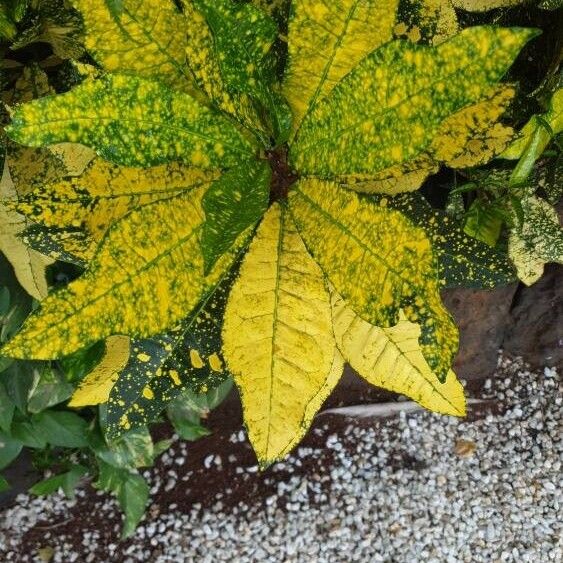 Codiaeum variegatum Leaf