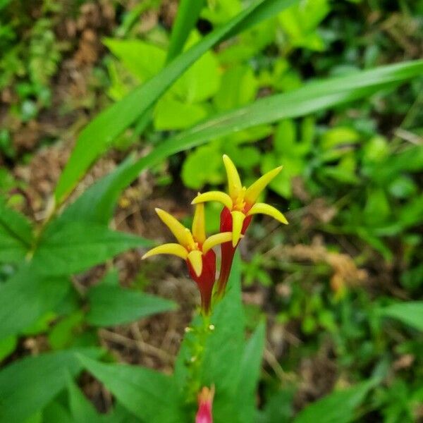 Spigelia marilandica Цветок