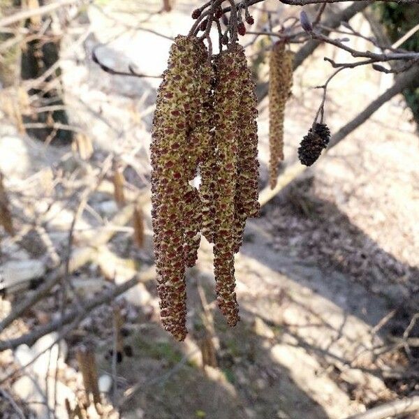 Alnus glutinosa Flor