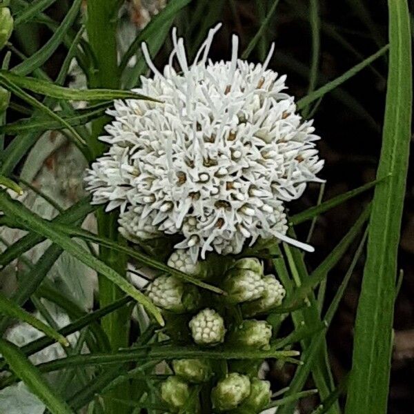 Liatris spicata 花