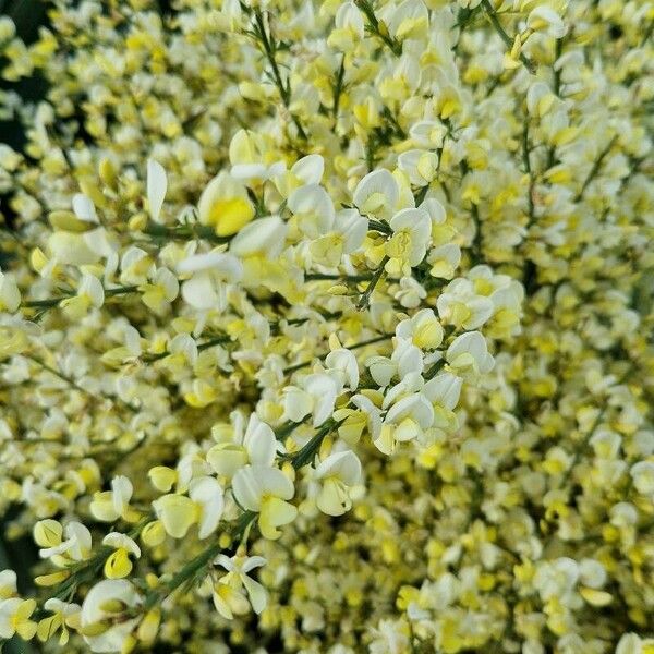 Cytisus multiflorus Blomma