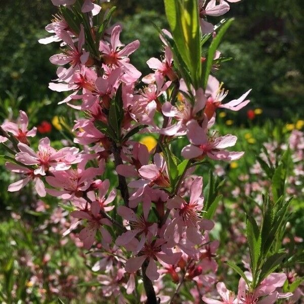 Prunus tenella Õis