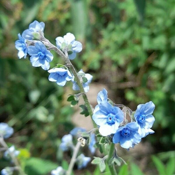 Cynoglossum amabile 花