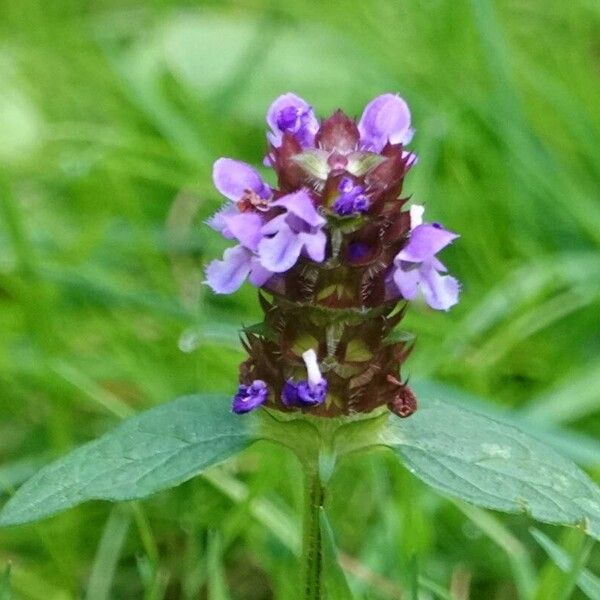 Prunella vulgaris Flor