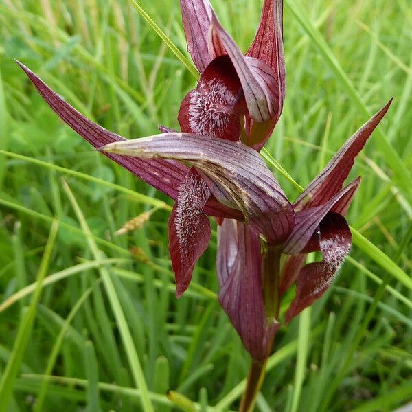 Serapias vomeracea Lorea