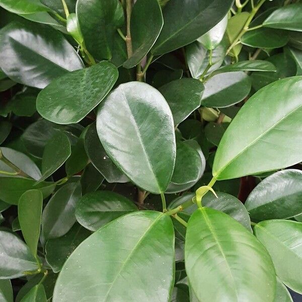 Ficus retusa Leaf