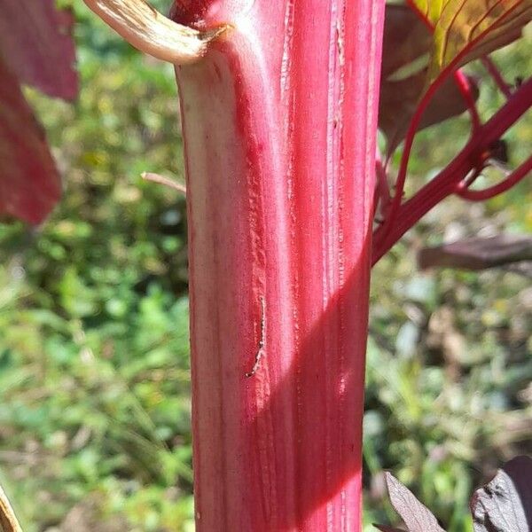 Amaranthus hypochondriacus Кора