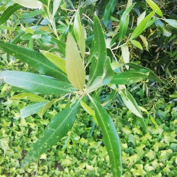 Olea lancea Blad