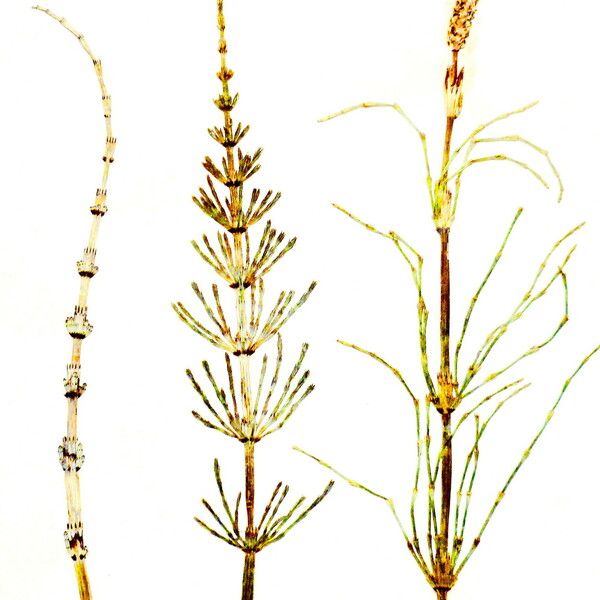 Equisetum palustre List