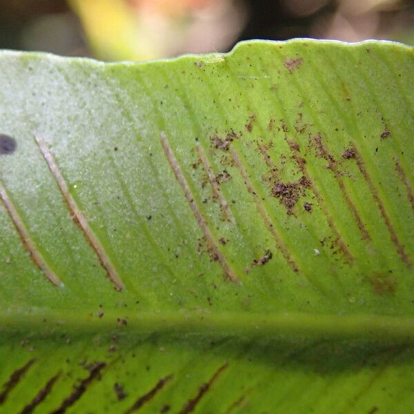 Asplenium africanum Hoja