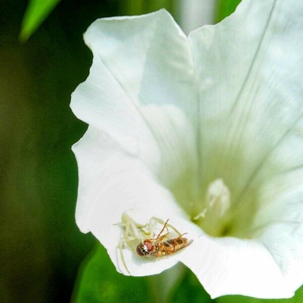 Convolvulus silvaticus Λουλούδι