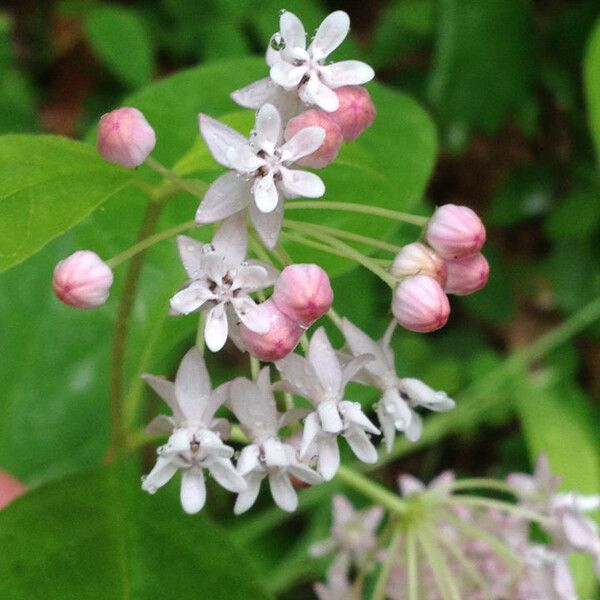 Asclepias quadrifolia Flors