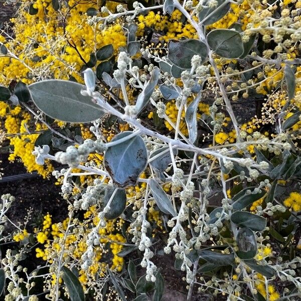 Acacia podalyriifolia Лист