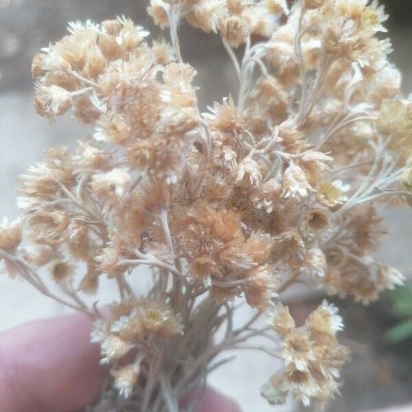 Helichrysum italicum Květ