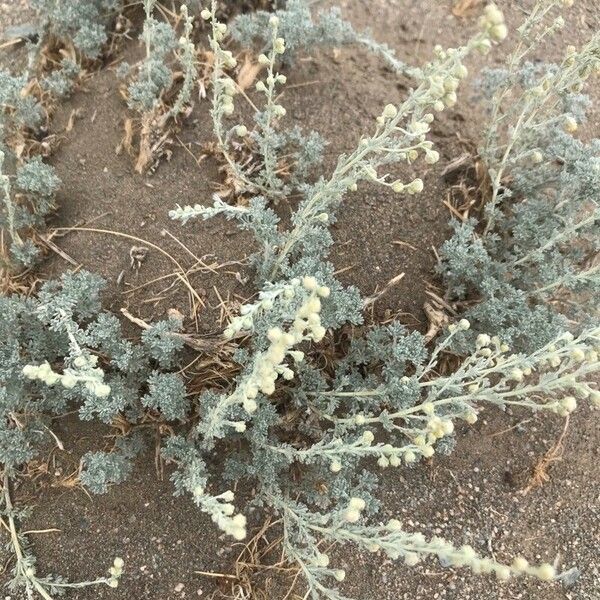 Artemisia frigida Blomma