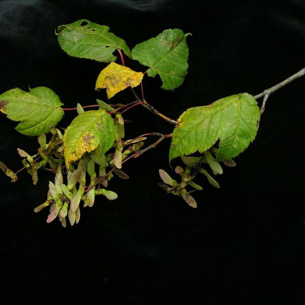 Acer pectinatum عادت داشتن