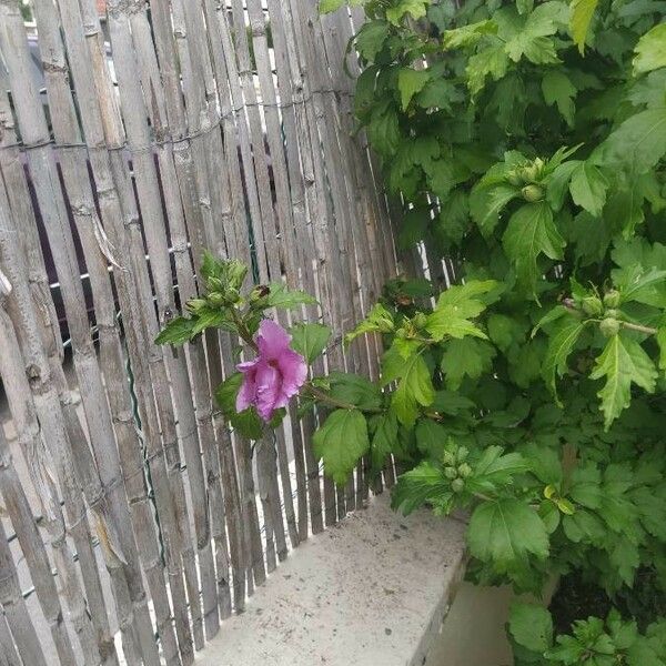 Hibiscus syriacus Flors