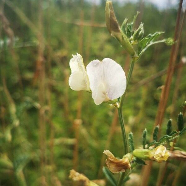 Vicia grandiflora Blodyn