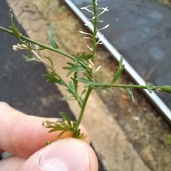 Lepidium oblongum Frunză