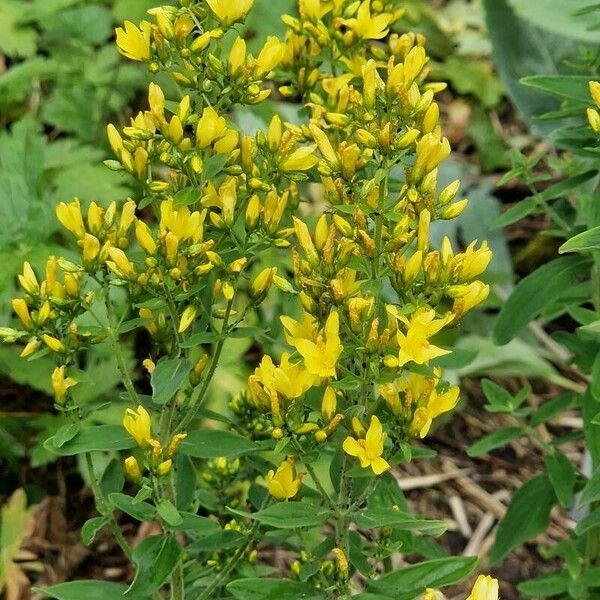 Hypericum hirsutum 整株植物