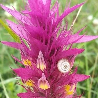 Melampyrum arvense Blomst