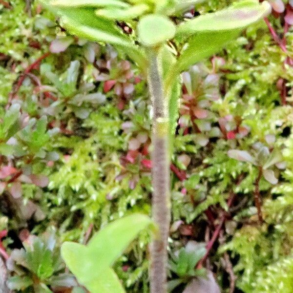 Alyssum alyssoides Кветка