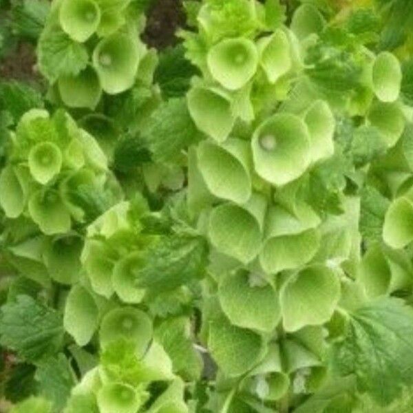 Moluccella laevis Leht