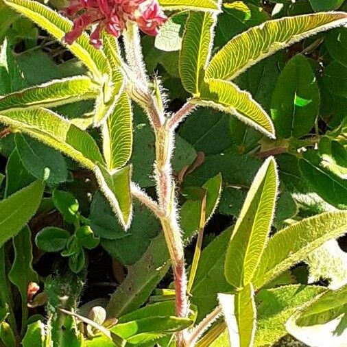 Trifolium alpestre Other