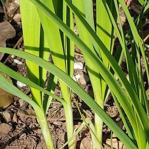 Allium fistulosum Rinde