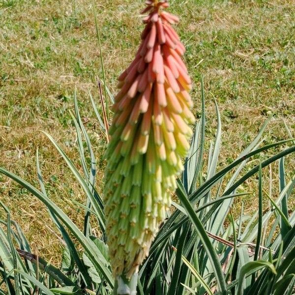 Kniphofia uvaria Flower