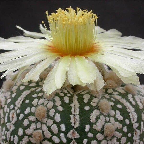 Astrophytum asterias Flor