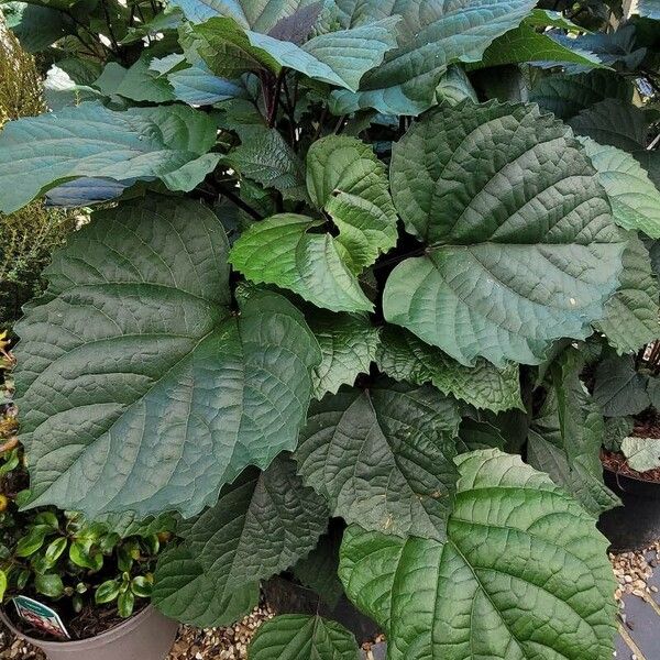 Clerodendrum bungei Folio