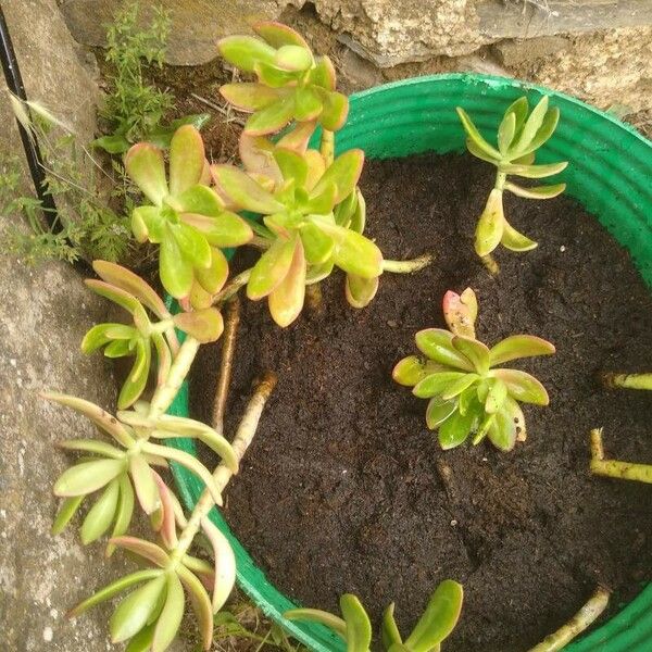 Sedum dendroideum Folha