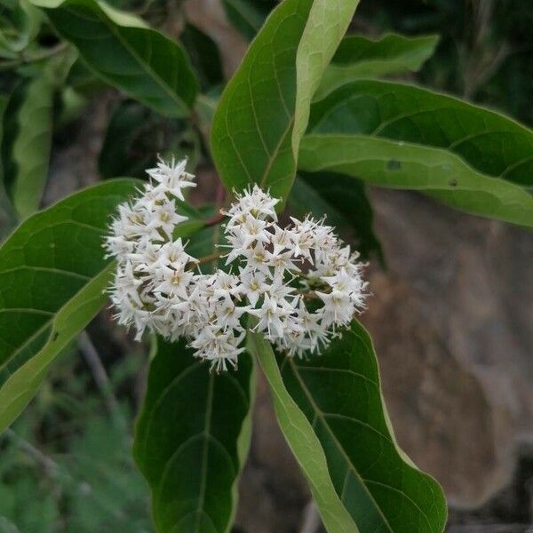 Ehretia cymosa Flower