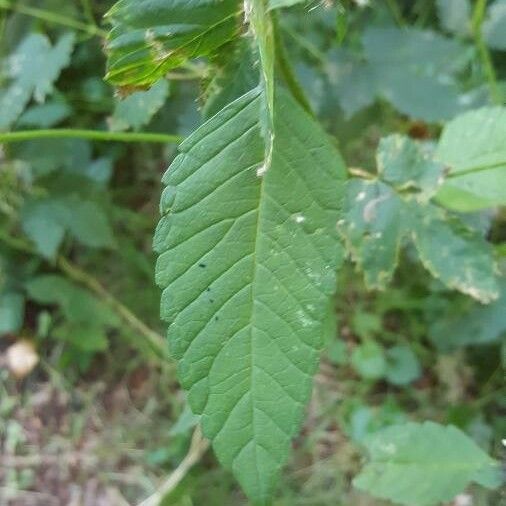 Galeopsis tetrahit Blad