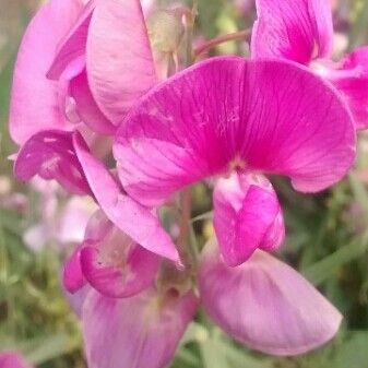 Lathyrus tuberosus Кветка