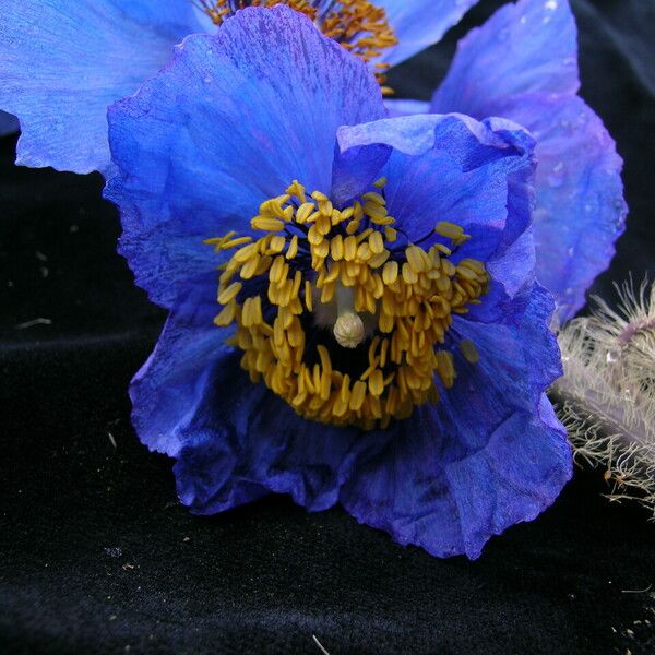 Meconopsis simikotensis عادت داشتن