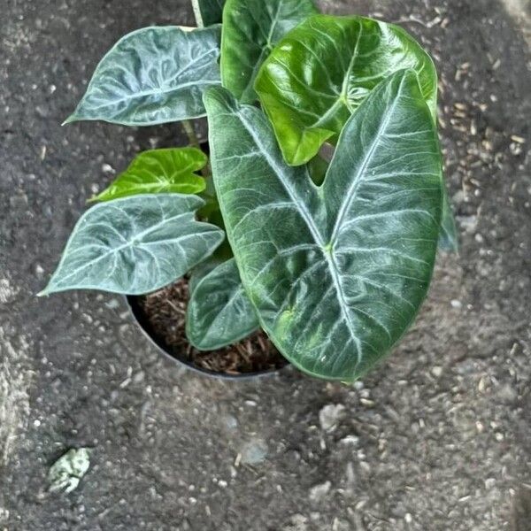 Alocasia longiloba Blatt