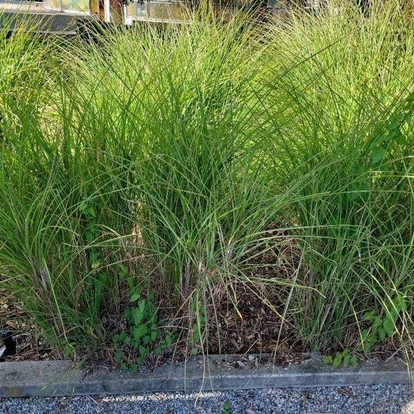 Miscanthus sinensis Blad