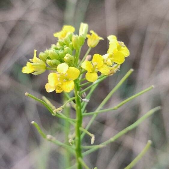 Sisymbrium loeselii ফুল