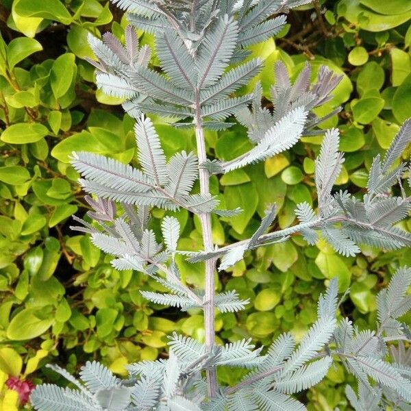 Acacia baileyana Лист