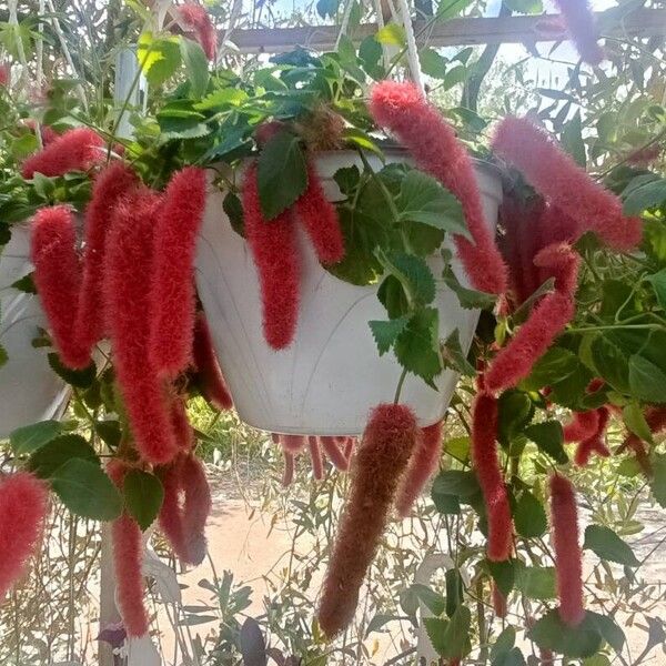 Acalypha hispida Floare