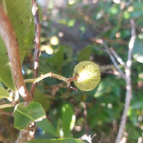 Arbutus unedo Gyümölcs