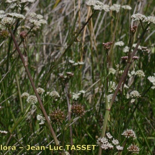 Oenanthe globulosa 花