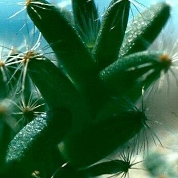 Trichodiadema densum 葉