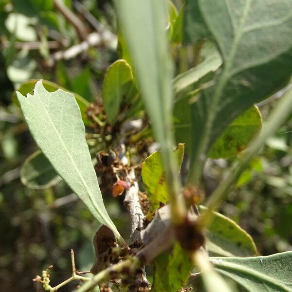 Gymnosporia senegalensis Rinde