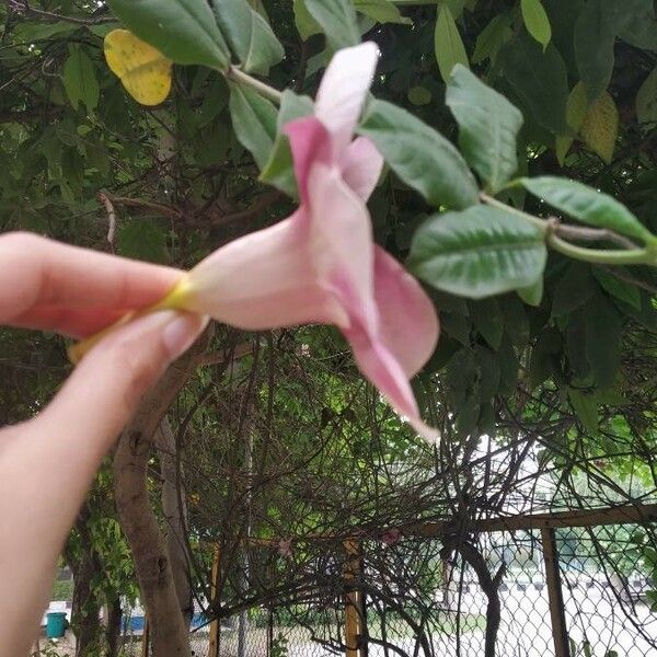 Allamanda blanchetii Flower